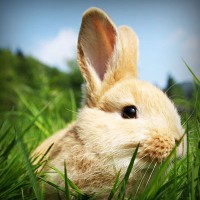 /album/ecemay%c5%9fegul/photolia-a03-jpg/